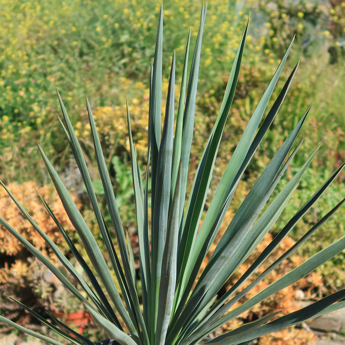 Close-up of Yucca Blue Sentry with spiky green leaves and pointed tips, in front of blurred yellow wildflowers and lush greenery.