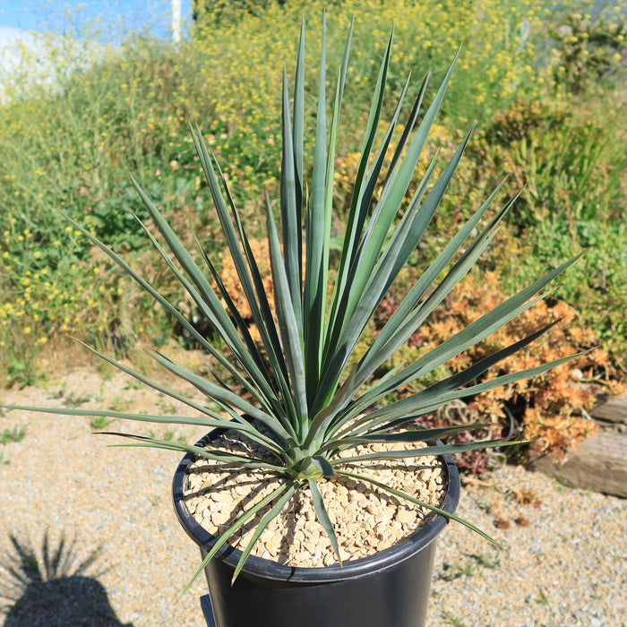 Yucca Blue Sentry in a black pot with light gravel, featuring tall, narrow green leaves, displayed outdoors among plants and gravel.