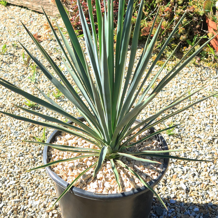 Yucca Blue Sentry succulent with long, spiky blue-gray leaves in a pot on gravel, highlighted by sunlight and small pebbles.