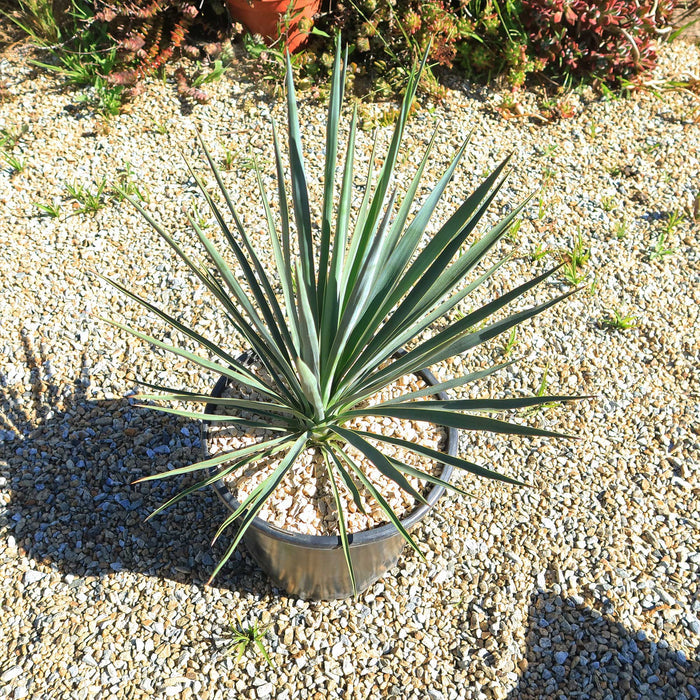 The Yucca Blue Sentry is a tall succulent with elegant blue-gray leaves, creating a striking accent in any decorative pot.