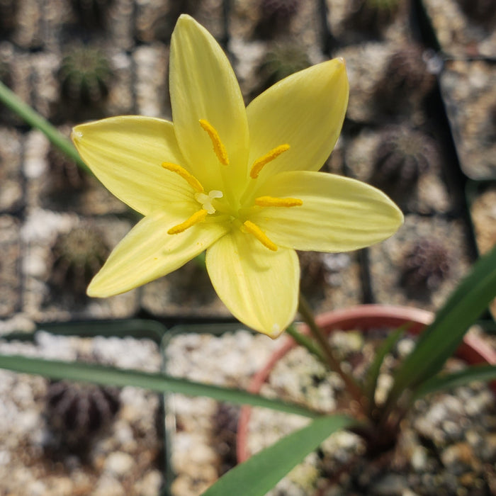Close up of Zephyranthes atamasco yellow bloom showing six petals and yellow stamens with nursery pots in background