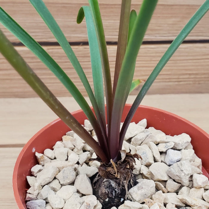 Front view of Zephyranthes atamasco plant showcasing long green leaves in white gravel with a red pot and wooden background