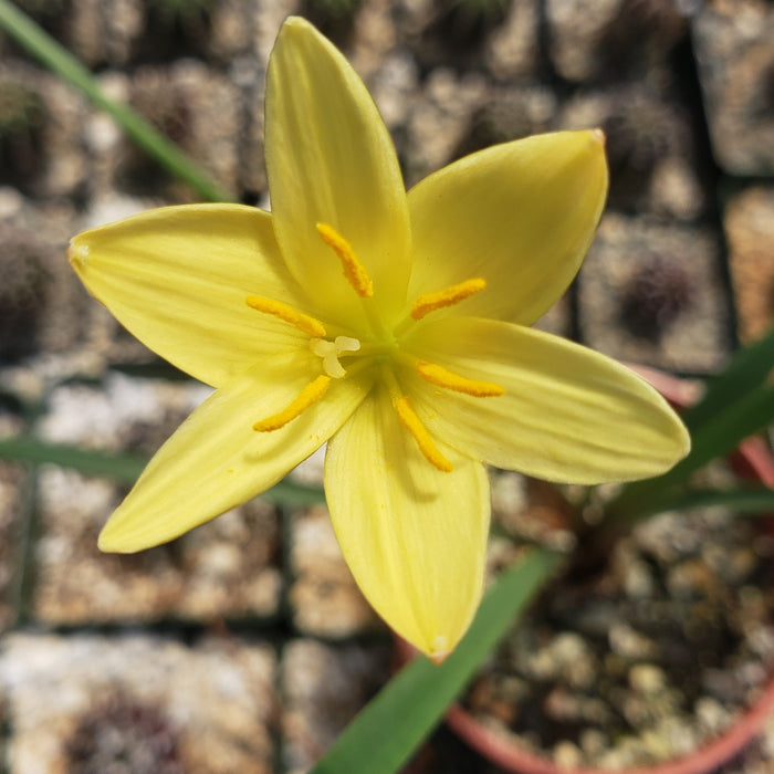 Close-up of Zephyranthes atamasco yellow flower showing six petals and yellow stamens with a green stem