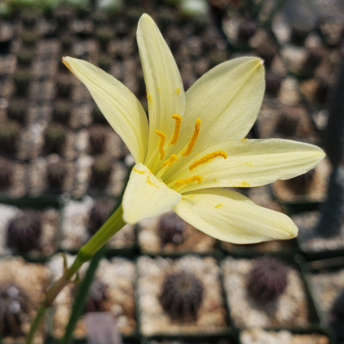 Close-up of Zephyranthes atamasco showcasing its yellow six-petaled bloom with potted plants in background