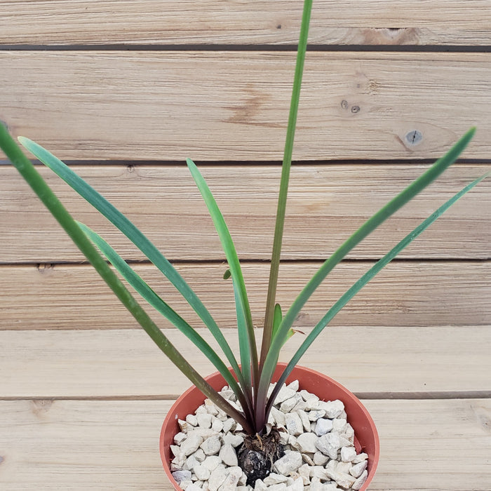 Top view of Zephyranthes atamasco succulent showcasing long green leaves in a red pot with a wood plank background