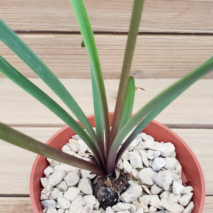 Top view of Zephyranthes atamasco succulent showcasing long narrow green leaves in white gravel