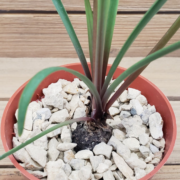Top view of Zephyranthes atamasco plant showcasing long narrow green leaves in a terracotta pot with white gravel