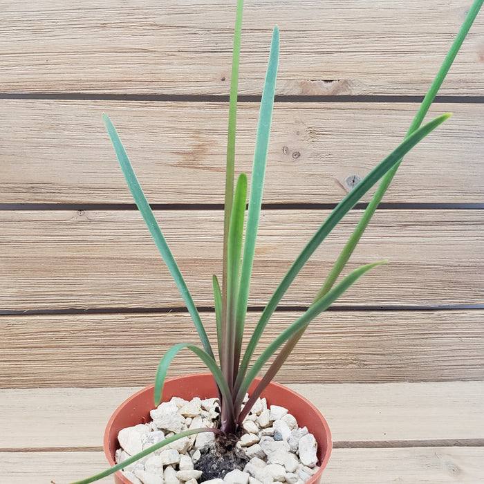 Front view of Zephyranthes atamasco showcasing tall, slender green leaves in a small white-gravel pot with a wooden background
